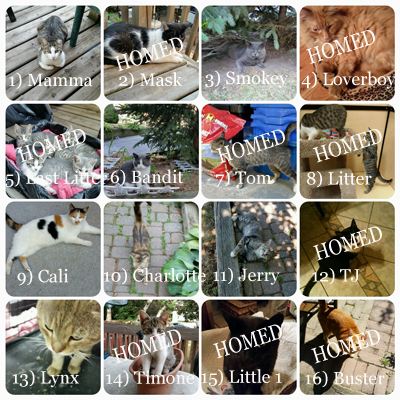 the-perfect-rose-cat-colony-2016